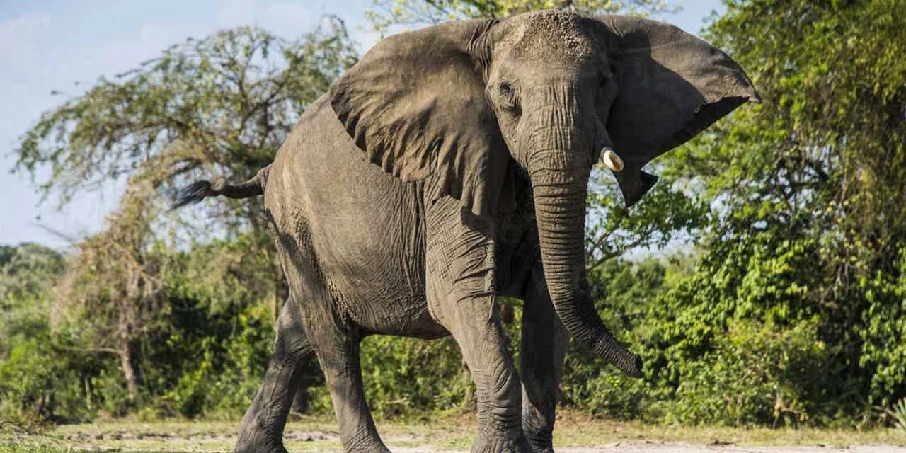Araçtan çıktı filin altında kalarak can verdi